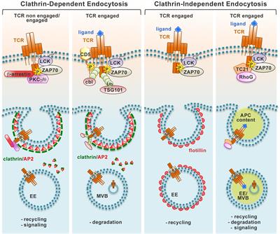 Orchestration of Immunological Synapse Assembly by Vesicular Trafficking